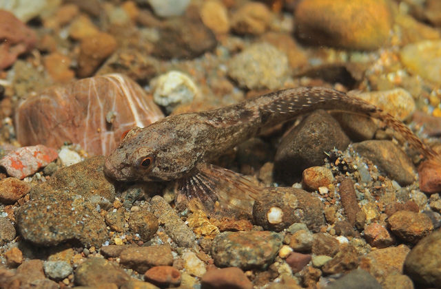 Native Food Fish Why Should You Care About Native Freshwater Fish? — Water Deeply