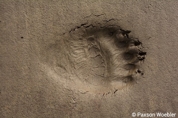 Tracks from a polar bear. (Paxson Woebler)