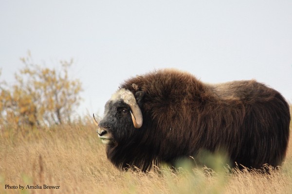 Musk oxen, who once faced extinction, graze along the rivers that flow into the Beaufort Sea. (Amelia Brower)