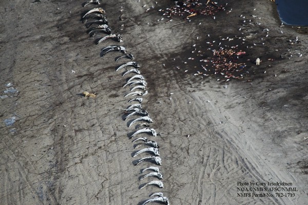 Bowhead whale skulls are lined up on Cross Island, the sign of past successful hunts. (Gary Friedrichsen)