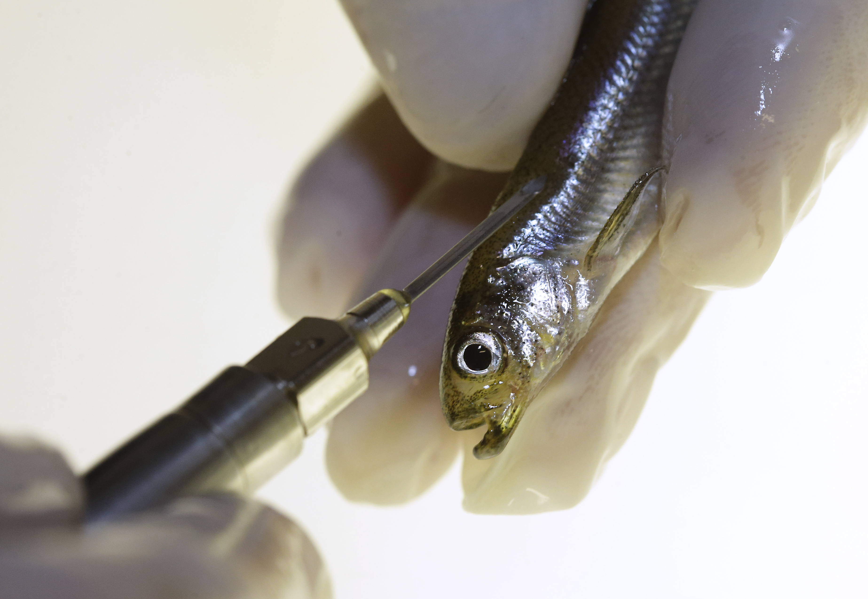 Decades-Old Policies Won’t Bring Fish Back From Near Extinction — Water ...