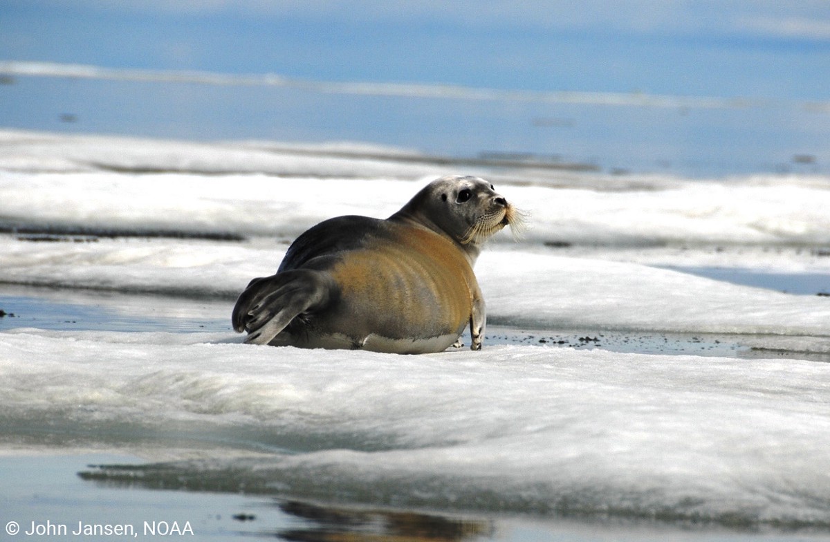 The Hanna Shoal supports charismatic marine mammals such as walrus, polar bears and bearded, ringed and spotted seals. (NOAA/John Jansen)