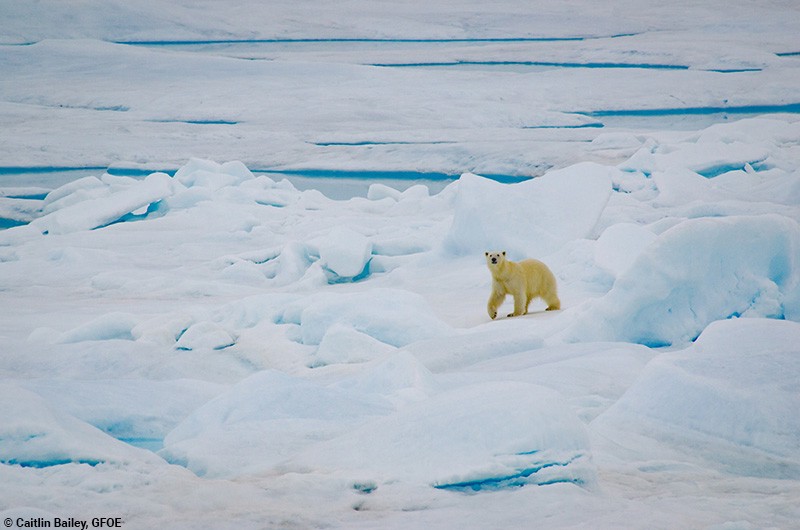 A polar bear travels across the sea ice. (GFOE/Caitlin Bailey)