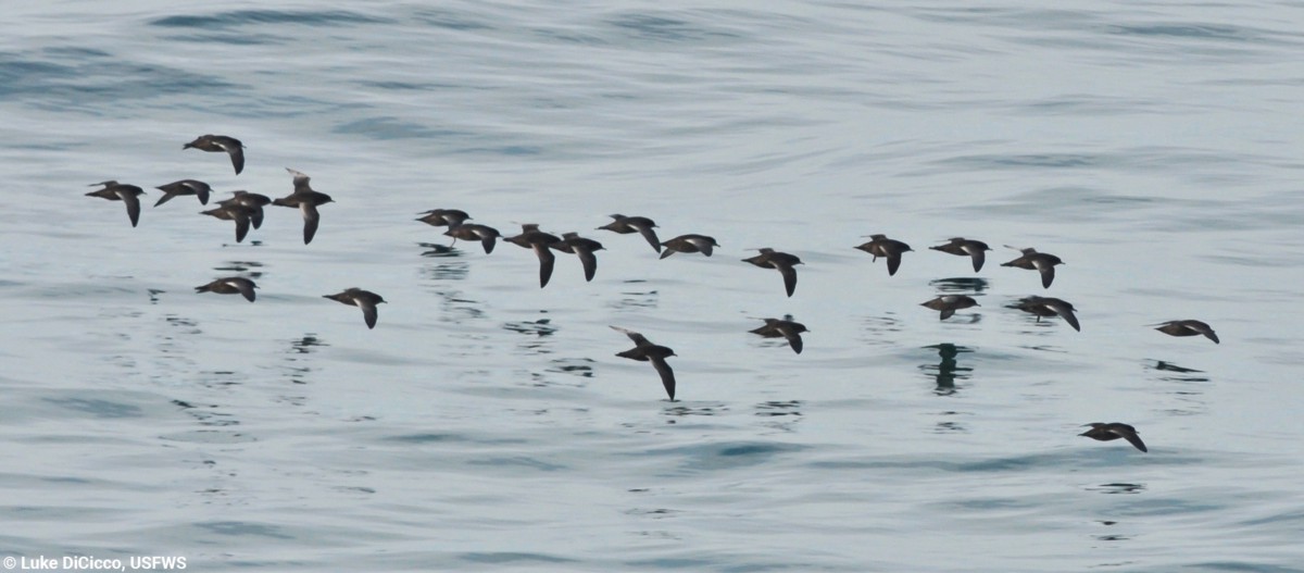 For Short-tailed Shearwaters, the reliability of food in the Hanna Shoal region is worth commuting from their breeding grounds in Australia. (USFWS/Luke DiCicco)