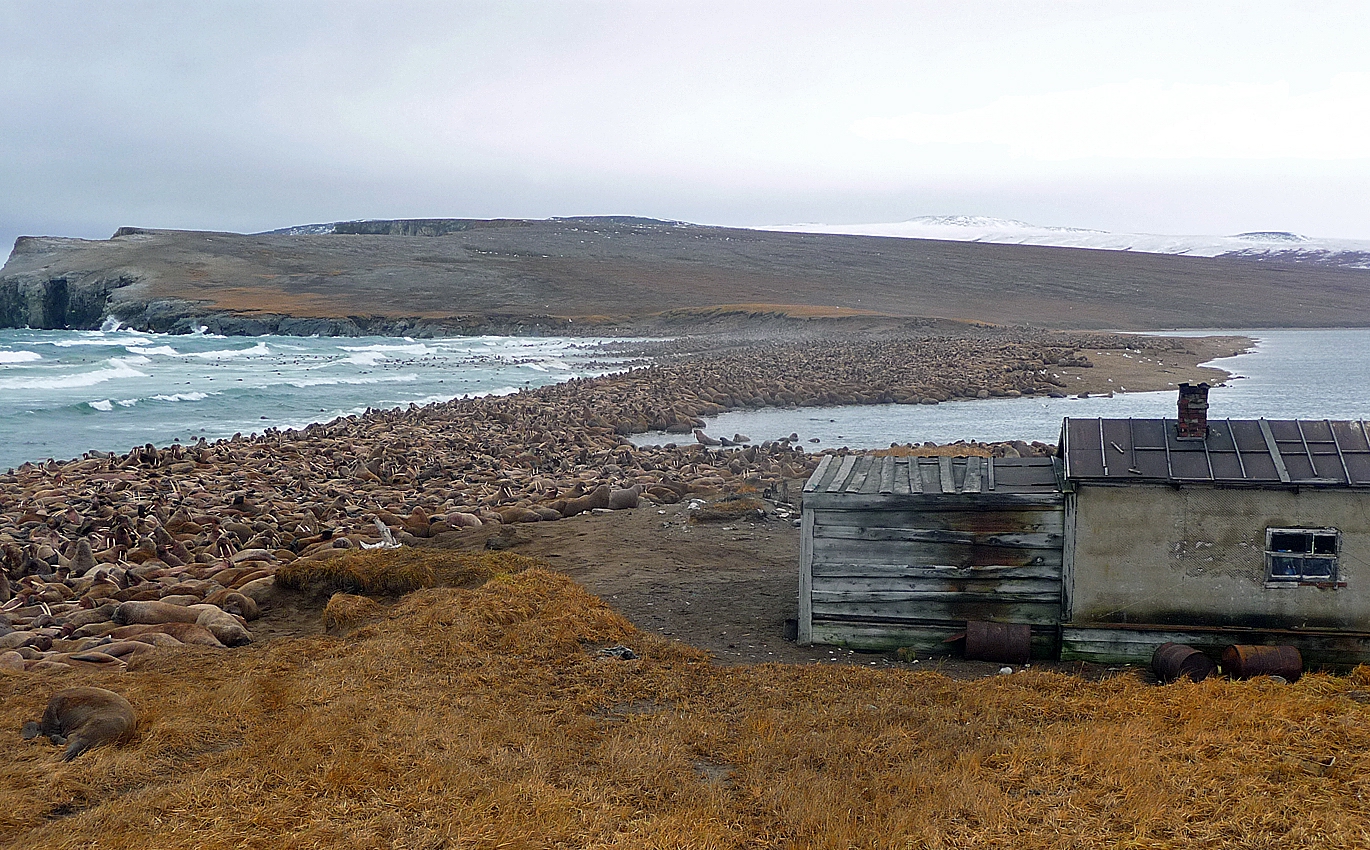 Biologists estimate that 100,000 walruses hauled out along the 20km (12-mile) coastline of Cape Serdtse­Kamen’ between August and November 2009. (Russian Academy of Sciences/Anatoly Kochnev)