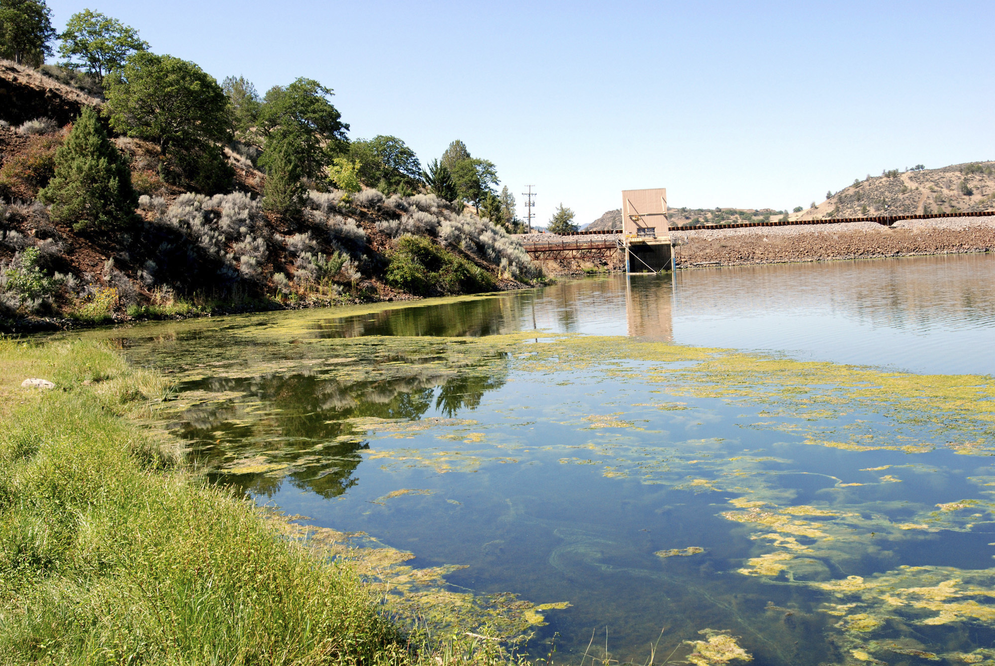 An algae bloom in the reservoir behind Iron Gate Dam on the Klamath River near Hornbrook, California. (Jeff Barnard, AP)
