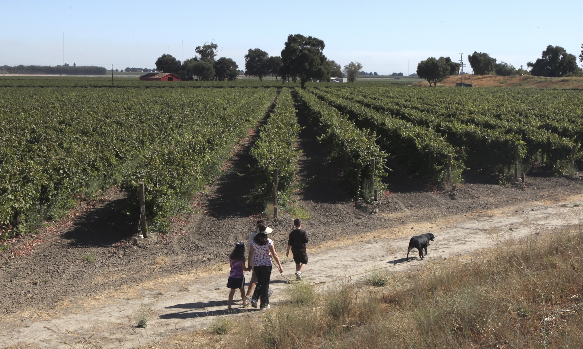 A family strolls along rows of grape vines in a field near Clarksburg, Calif., one of the communities likely to be affected by habitat restoration plans. (Rich Pedroncelli, Associated Press)