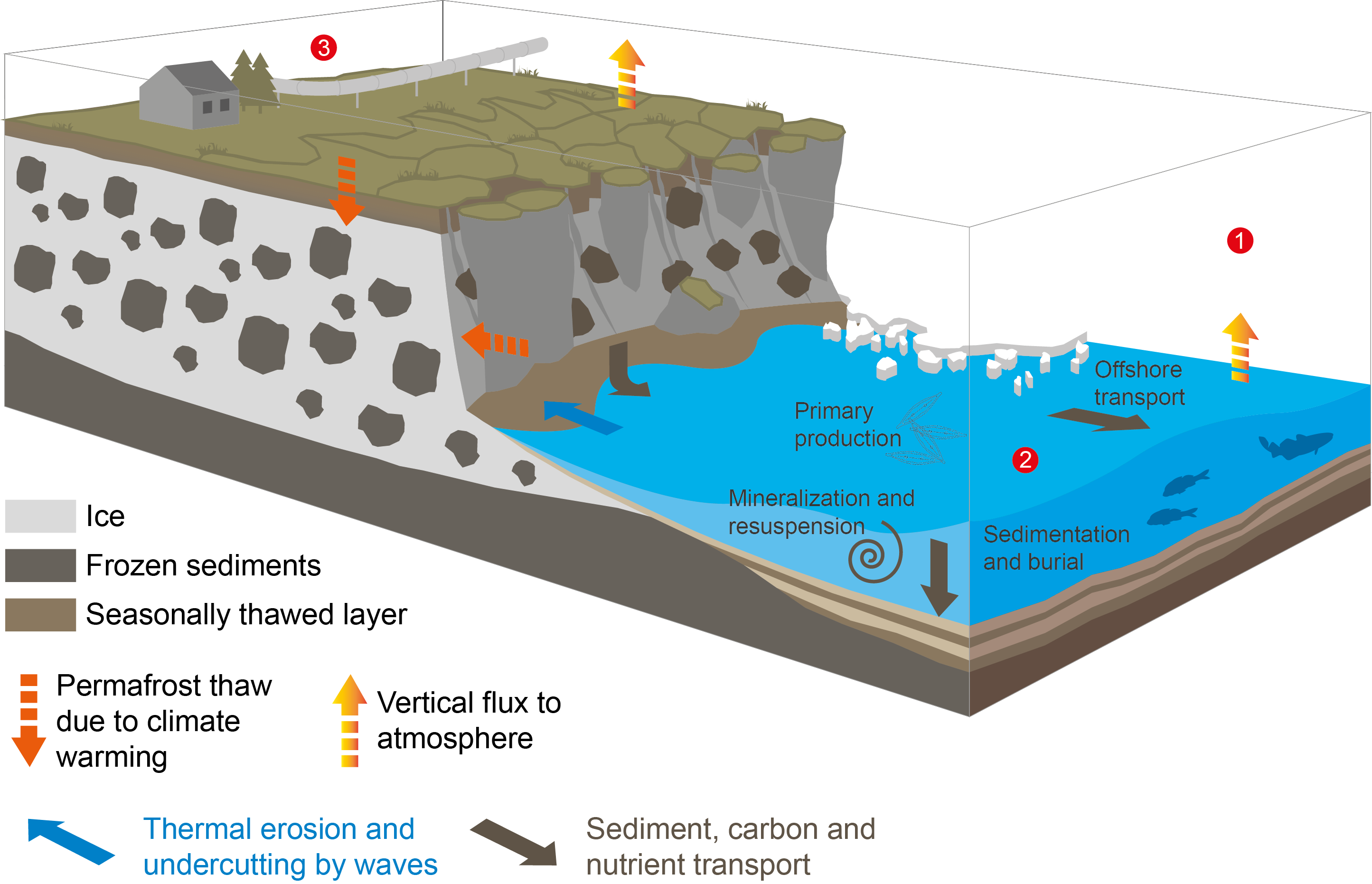 This graphic shows Arctic coastal erosion and its biological, geological and chemical impacts on the shallow water zone. (Image Courtesy Alfred Wegener Institute)