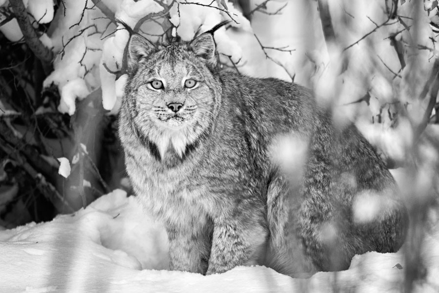 A lynx is seen on the Dempster Highway near Yukon's Tombstone Territorial Park and Eagle Plains. (Peter Mather)