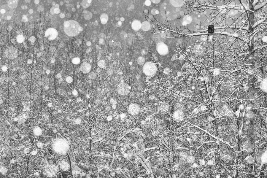A bald eagle waits out a heavy snowstorm in the Chilkat Eagle Preserve in southeast Alaska. (Peter Mather)