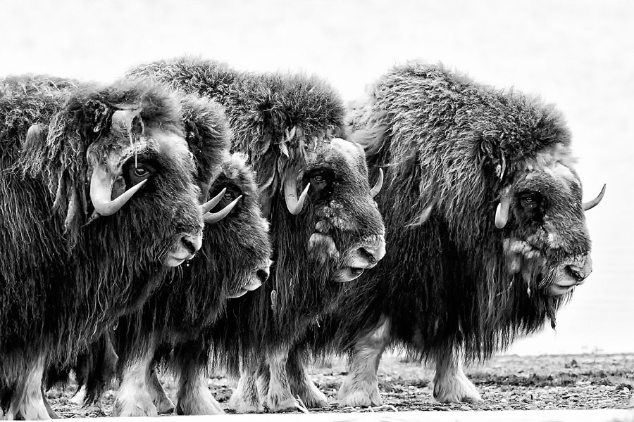Adult muskox form a defensive ring around their young on a spit along the coastal plain of Alaska's Arctic National Wildlife Refuge. This picture was taken on a month-long sea kayak trip along the Arctic Coast of Yukon and Alaska. (Peter Mather)