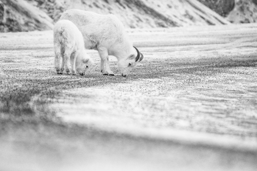 Dall sheep ewe and lamb licking minerals off the Alaska Highway in Kluane National Park. (Peter Mather)