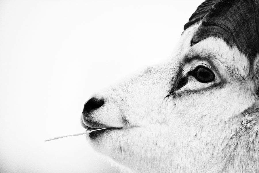 A young Dall sheep ram chews on grass near Kluane Lake in the depth of winter. (Peter Mather)