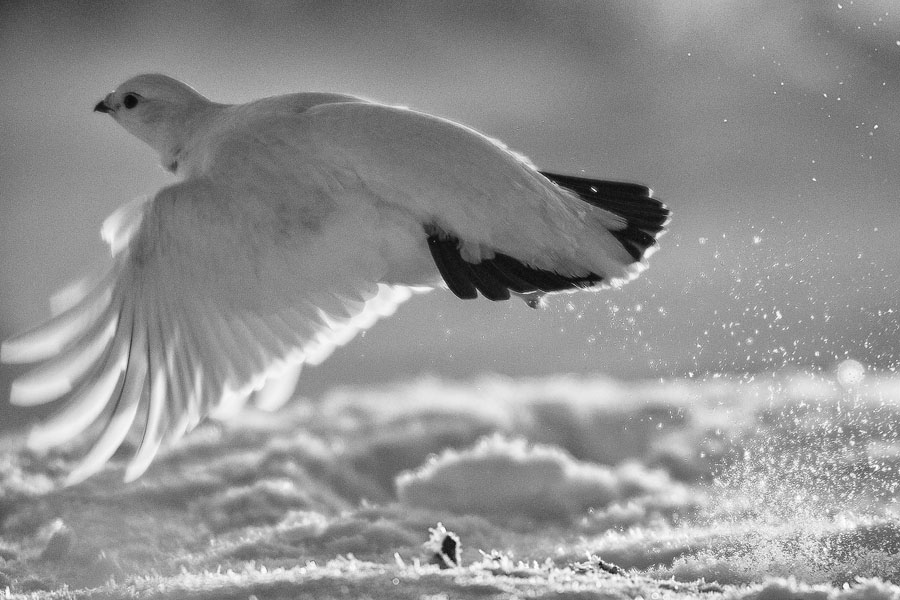 A ptarmigan takes flight near the Dempster Highway in the Eagle Plains basin of North Yukon. (Peter Mather)