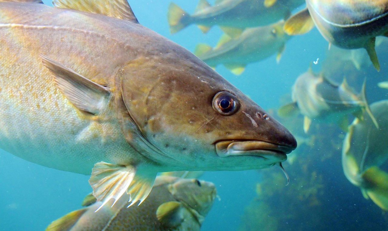 Fishing Trawlers Follow Cod Stocks North — Oceans Deeply