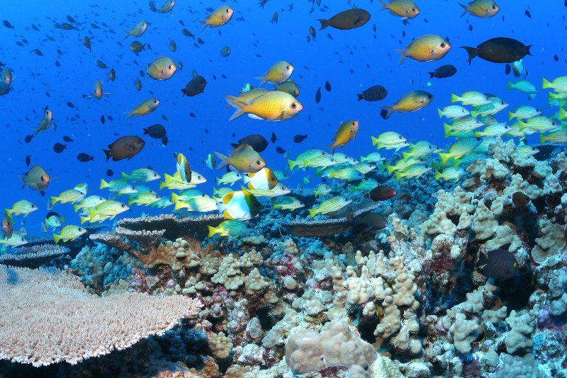 Common Fish Reserves Scientists: Big Marine Reserves Fight Climate Change, Save the — Oceans ...