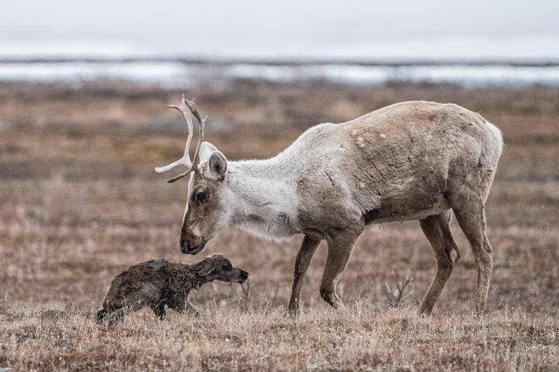 Alaska's Porcupine Caribou Herd – and the People It Helps — Arctic Deeply