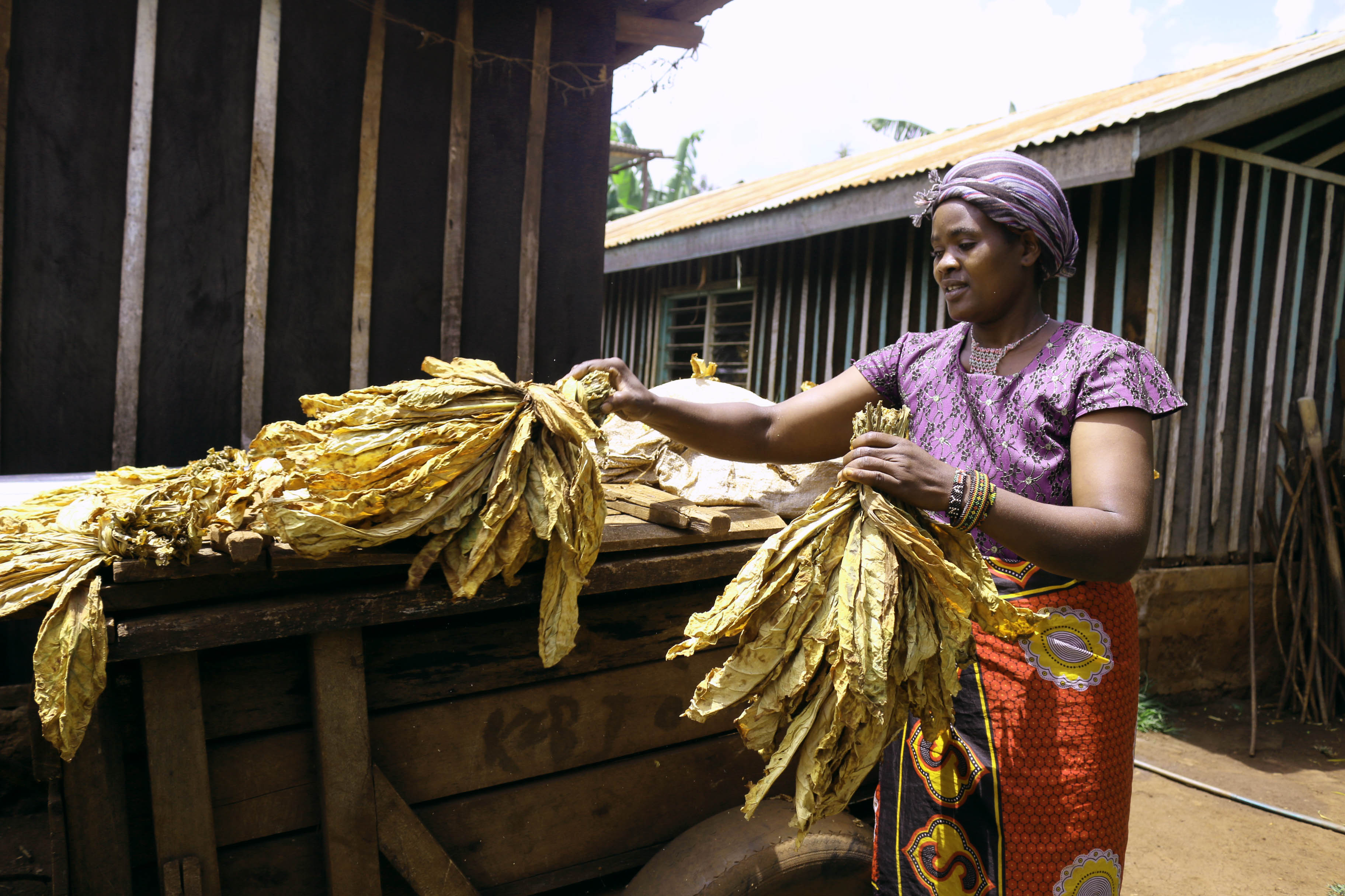 Tobacco farming a blessing to women in agriculture
