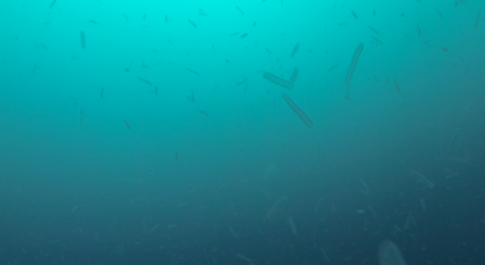 Invasion of Glowing Tropical Jellyfish Baffles U.S. Scientists — Oceans ...