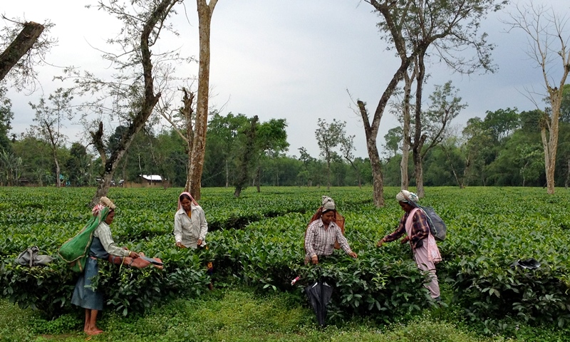 चाय की खेती से बदलें अपनी किस्मत! जानिए वो सीक्रेट तरीका जिससे पहाड़ों का हर पौधा बन जाए सोने की फसल 14 tea cultivation
