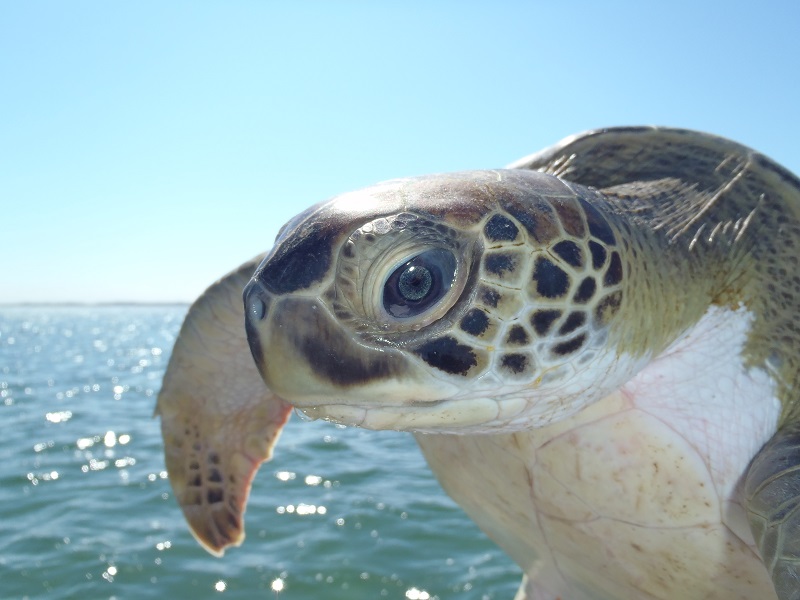 Sea Turtles Are a Conservation Success Story – Mostly — Oceans Deeply