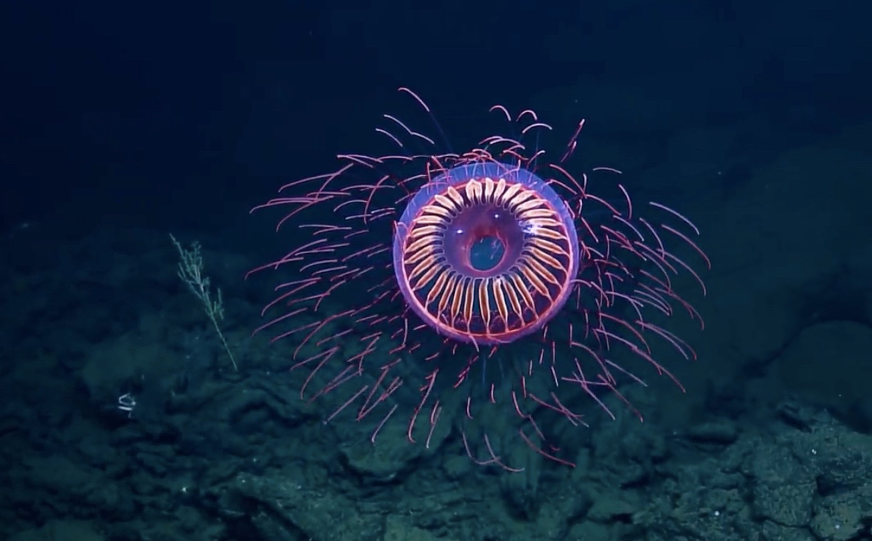 How Scientists Use Bioluminescent Deep Sea Creatures To Fight Oceans how-scientists-use-bioluminescent-deep-sea-creatures-to-fight-oceans