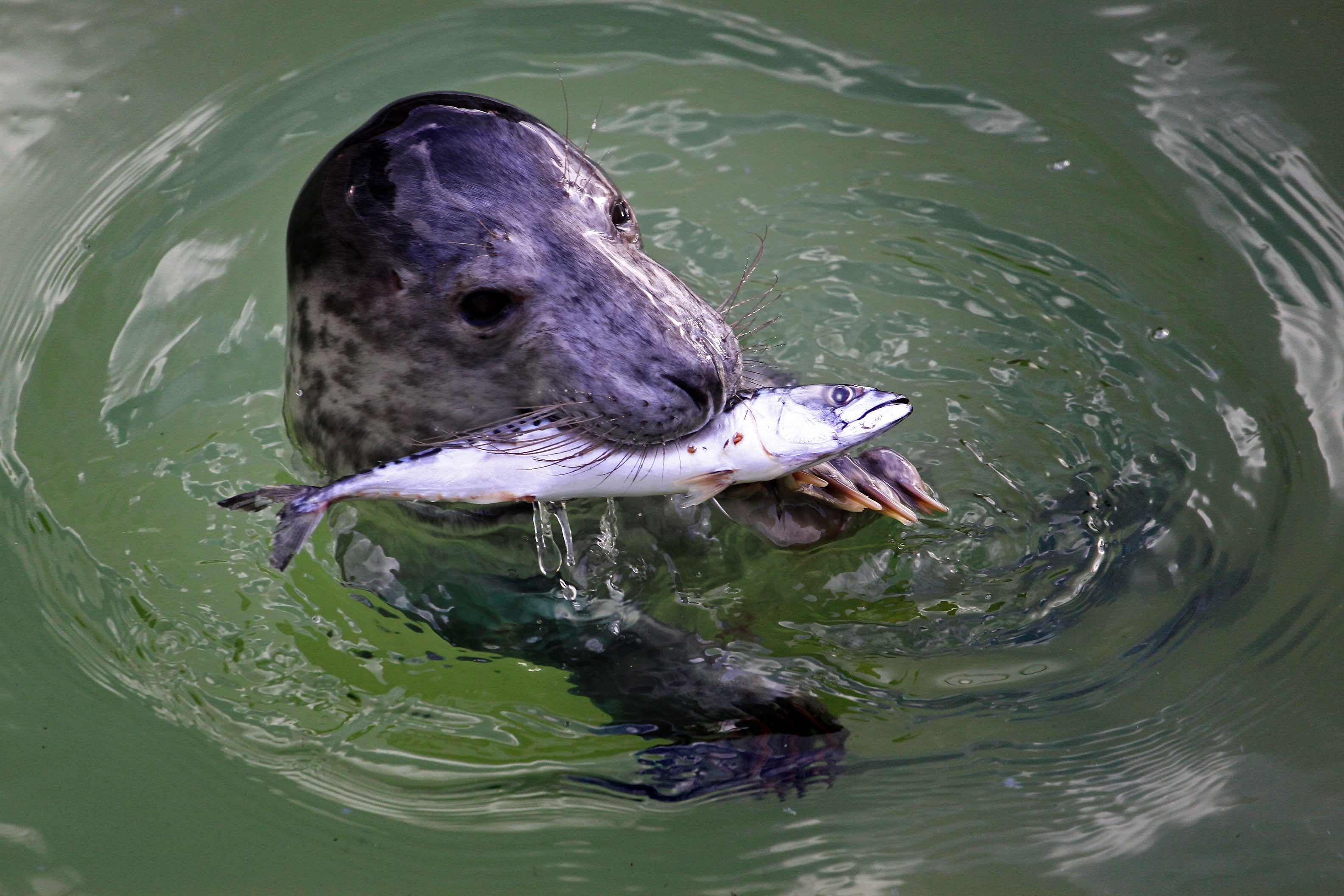 Seals, Large Percentage of Deep-Sea Fish Contaminated by — Oceans