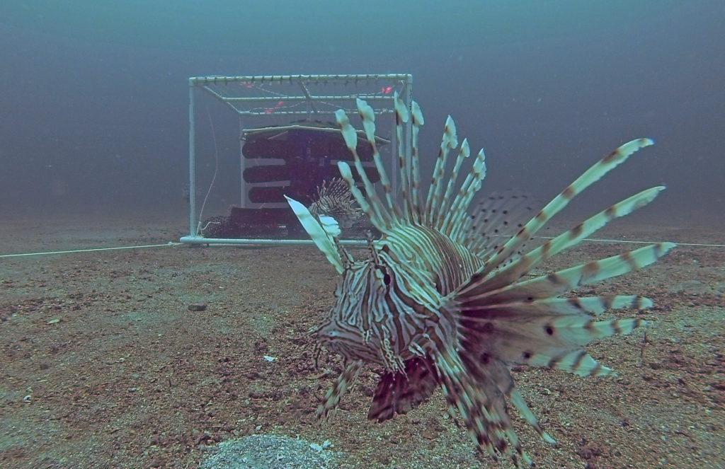 Weaponized Fish New Weapons in the War on Lionfish, a Beautiful but Deadly — Oceans Deeply
