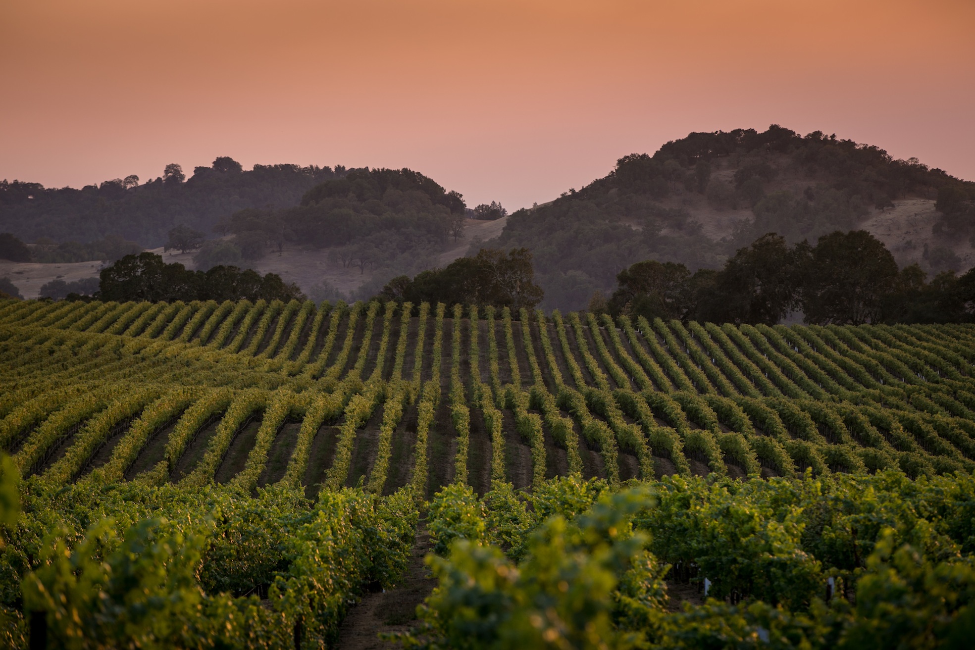 New Groundwater Woes, and Regulations, in California Wine Country